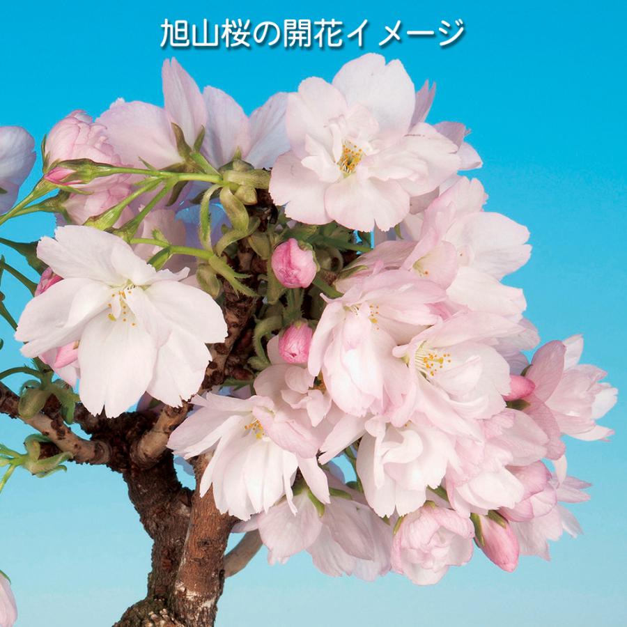 くにっち 旭山桜 一才桜AとC と確認用5号鉢 タグつき 鉢花 苗木 盆栽 盆栽 旭山桜 サクラ さくら 接ぎ木5年生 八重咲き 一才性 小型の桜 花