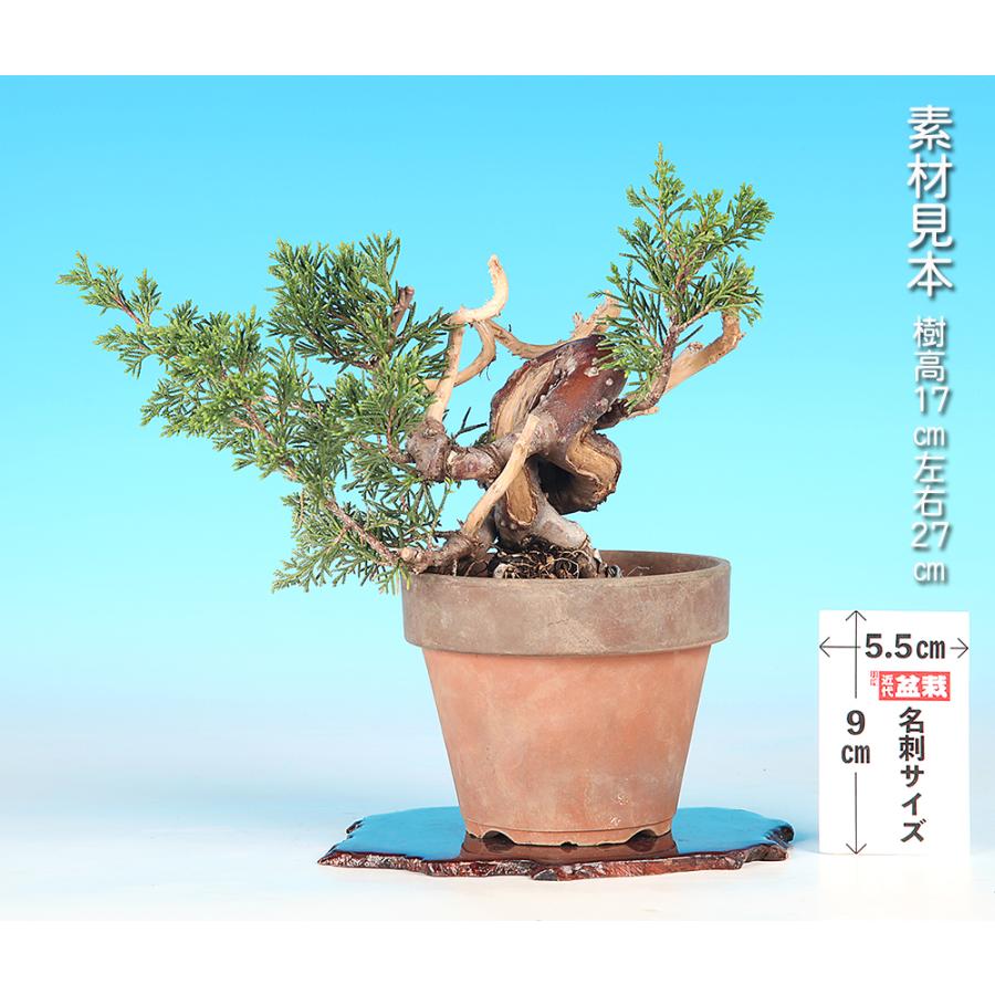 盆栽 真柏 挿し木6年生 樹高17cm シンパク しんぱく 小品盆栽 松柏盆栽