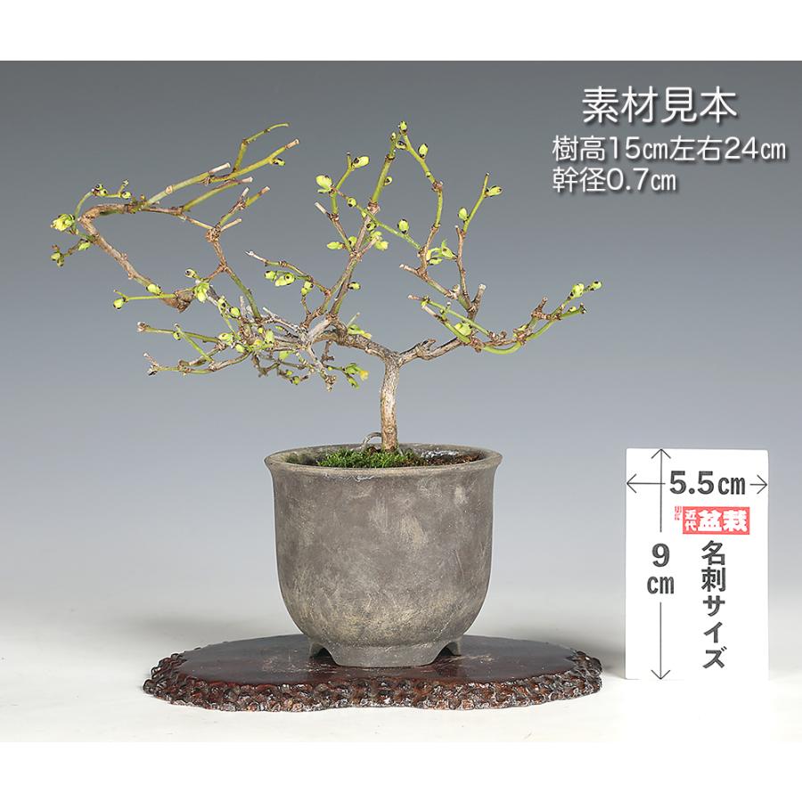 盆栽 るりびょうたん ルリビョウタン 瑠璃瓢箪 花付きがよい 実もよく