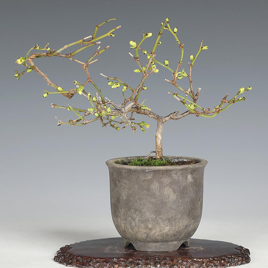 盆栽 るりびょうたん ルリビョウタン 瑠璃瓢箪 花付きがよい 実もよく