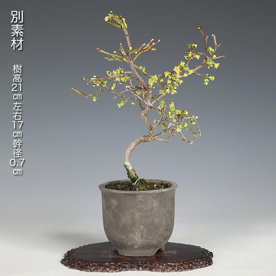 盆栽 るりびょうたん ルリビョウタン 瑠璃瓢箪 花付きがよい 実もよく