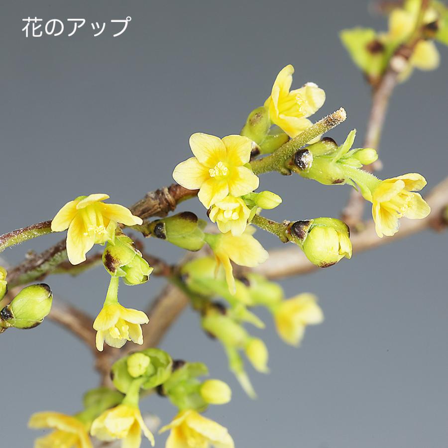 盆栽 るりびょうたん ルリビョウタン 瑠璃瓢箪 花付きがよい 実もよく