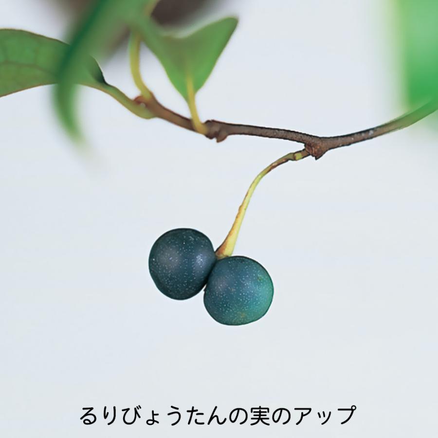 盆栽 るりびょうたん ルリビョウタン 瑠璃瓢箪 花付きがよい 実もよく