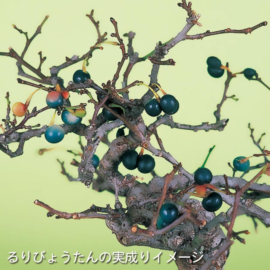 盆栽 るりびょうたん ルリビョウタン 瑠璃瓢箪 花付きがよい 実もよく