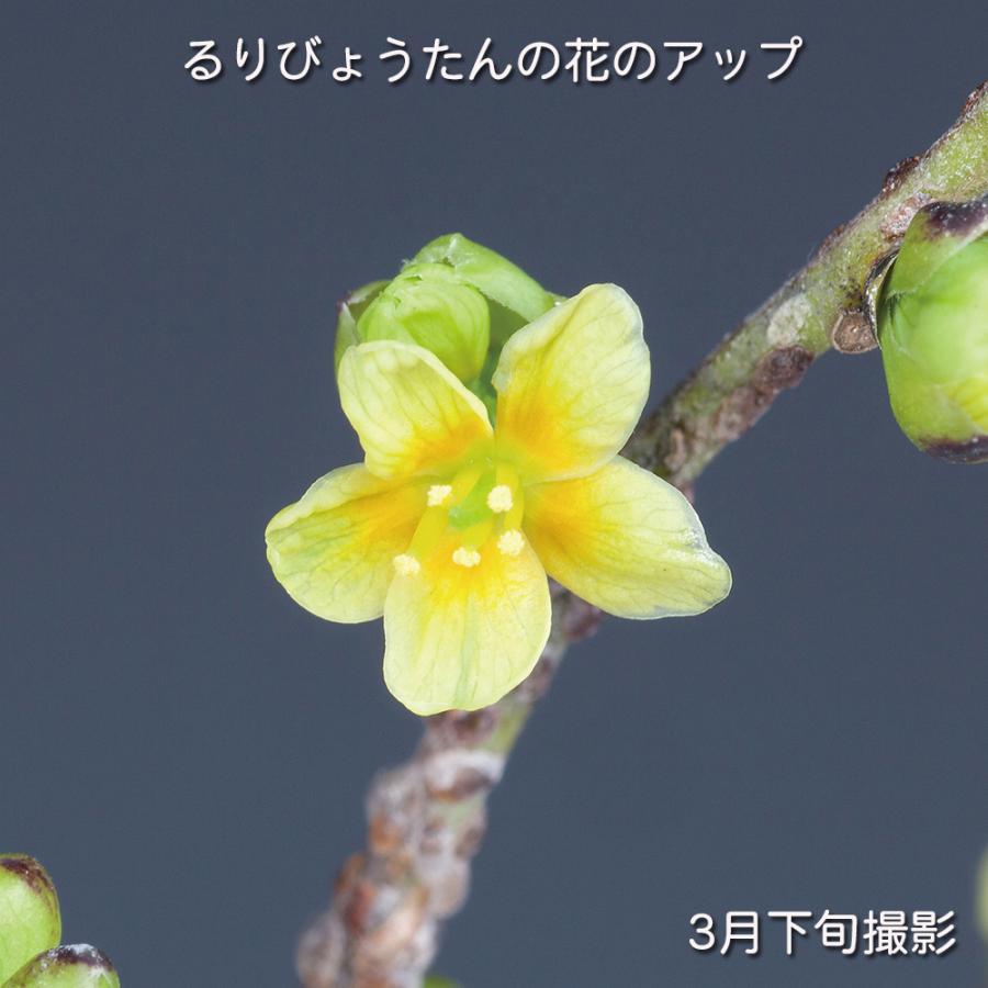 盆栽 るりびょうたん ルリビョウタン 瑠璃瓢箪 花付きがよい 実もよく