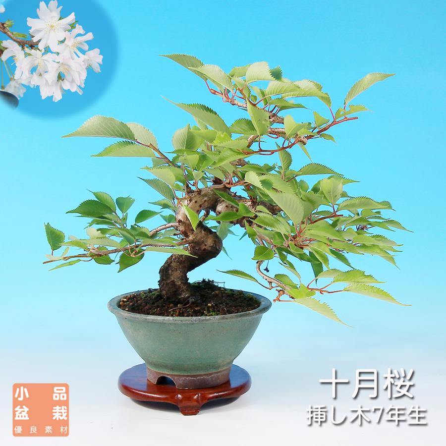 盆栽 十月桜 挿し木7年生 サクラ さくら エドヒガン 彼岸桜 八重花 桜