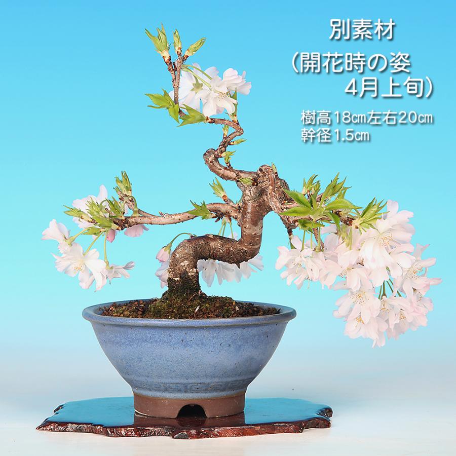 盆栽 十月桜 挿し木7年生 二期咲き サクラ さくら 小品盆栽 ミニ盆栽