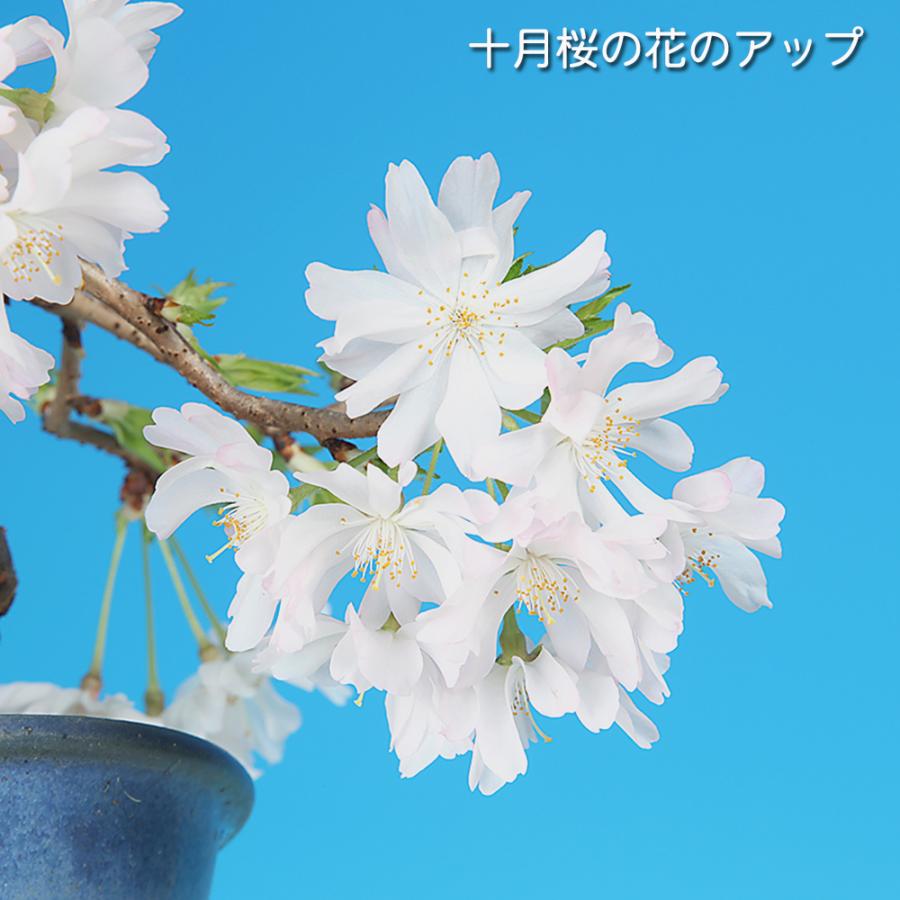 盆栽 十月桜 挿し木7年生 サクラ さくら エドヒガン 彼岸桜 八重花 桜