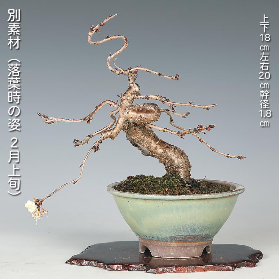 桜　(彼岸桜)　[斜幹木]　中品盆栽素材 盆栽 十月桜 挿し木7年生 サクラ さくら エドヒガン 彼岸桜 八重花 桜