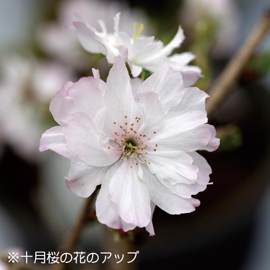 盆栽 十月桜 挿し木7年生 サクラ さくら エドヒガン 彼岸桜 八重花 桜