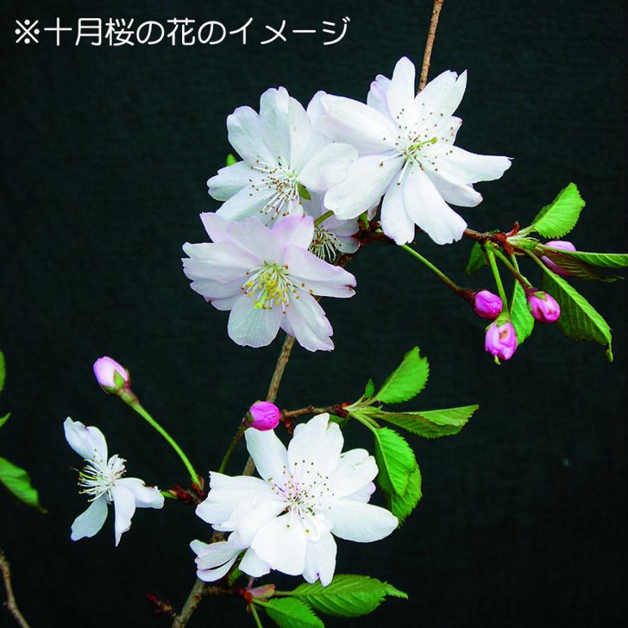 盆栽 十月桜 挿し木7年生 二期咲き サクラ さくら 小品盆栽 ミニ盆栽
