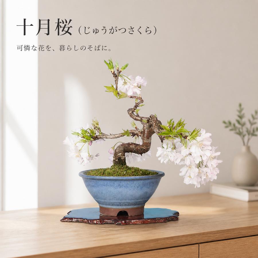 盆栽 十月桜 挿し木7年生 二期咲き サクラ さくら 小品盆栽 ミニ盆栽