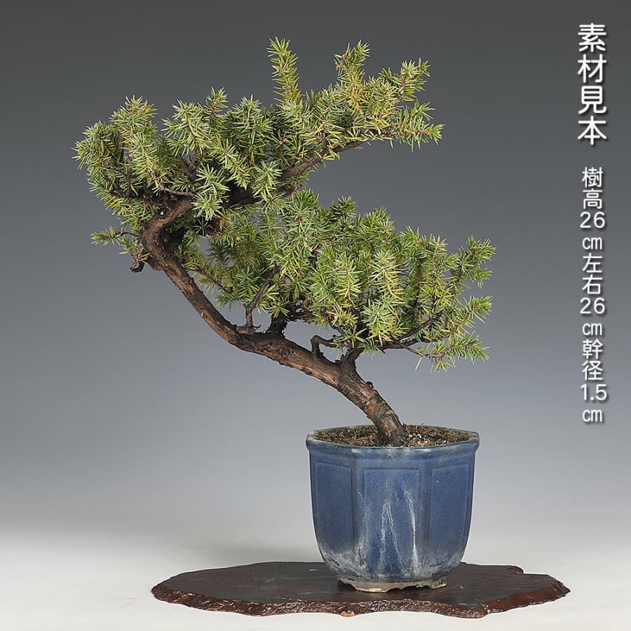 【極太足元・荒皮】杜松（トショウ）盆栽 樹高26cm×横幅28cm 盆栽 杜松 トショウ 挿し木12年生 松柏盆栽 常緑樹 丈夫 育てやすい