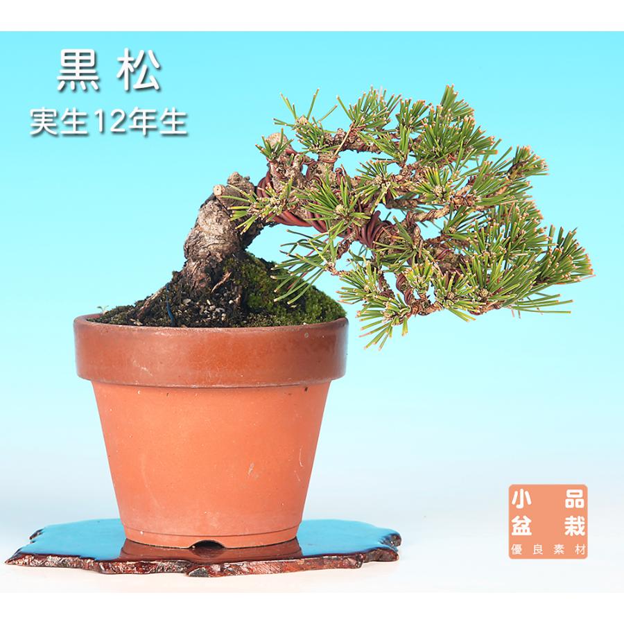 五葉松 [山木舎利幹半懸崖]] 大品盆栽 黒松 盆栽 半懸崖 半懸崖