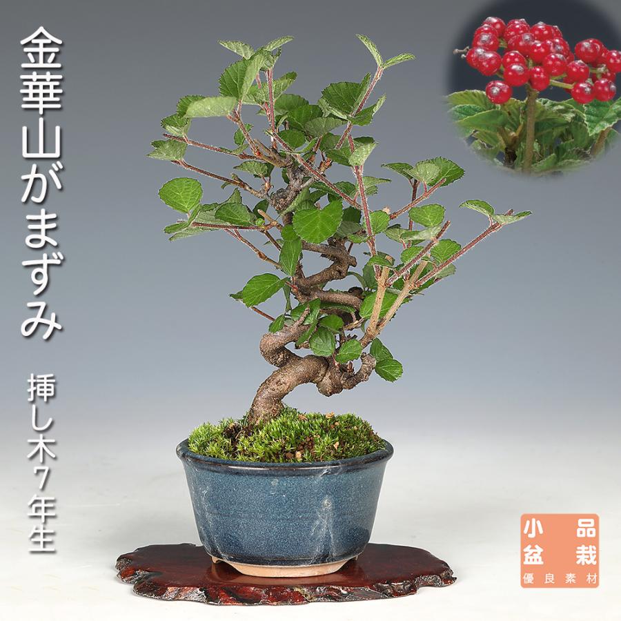 盆栽 金華山がまずみ 挿し木7年生 ガマズミ 白い花 きれいな赤実 赤い