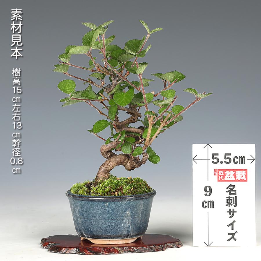 盆栽 金華山がまずみ 挿し木7年生 ガマズミ 白い花 きれいな赤実 赤い