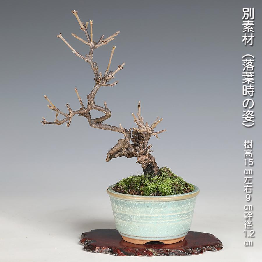 盆栽 ガマズミ 金華山(宮城)樹高 約22cm レンプクソウ科 ガマズミ属 盆栽 金華山がまずみ 挿し木7年生 ガマズミ 白い花 きれいな赤実 赤い