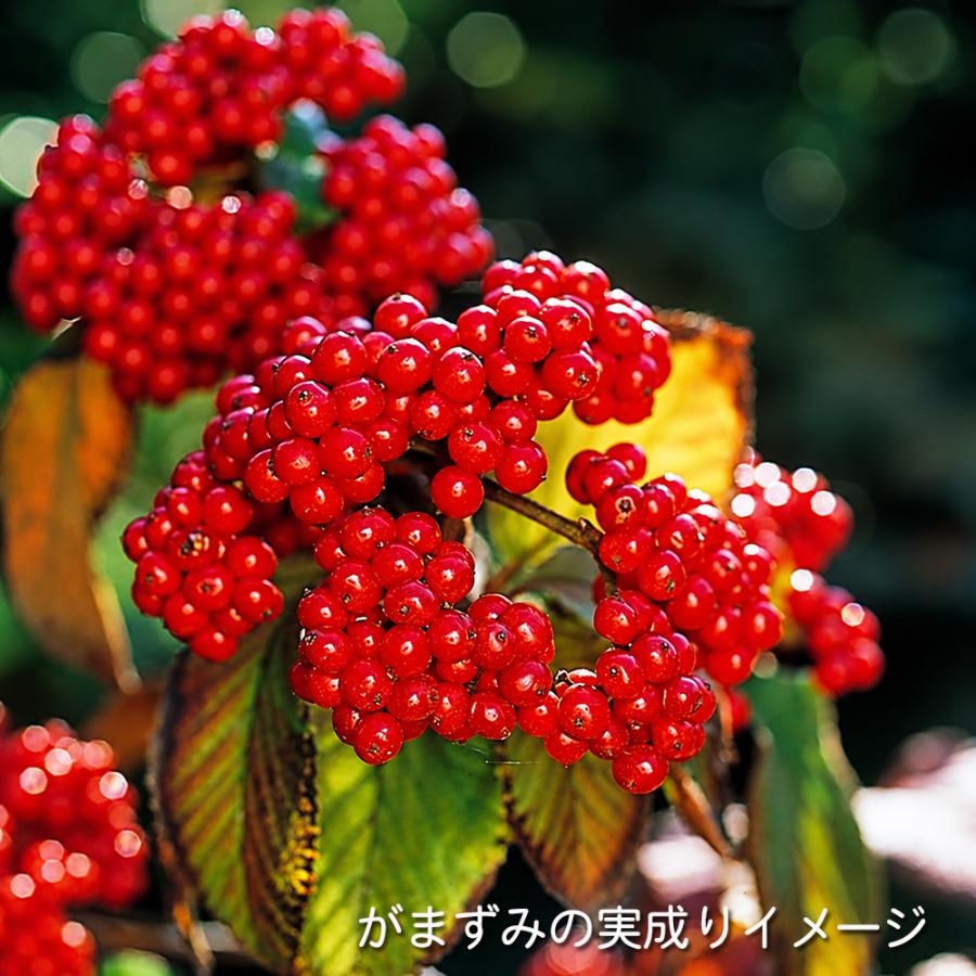 盆栽 金華山がまずみ 挿し木7年生 ガマズミ 白い花 きれいな赤実 赤い
