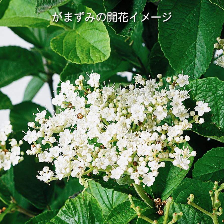 盆栽 金華山がまずみ 挿し木7年生 ガマズミ 白い花 きれいな赤実 赤い