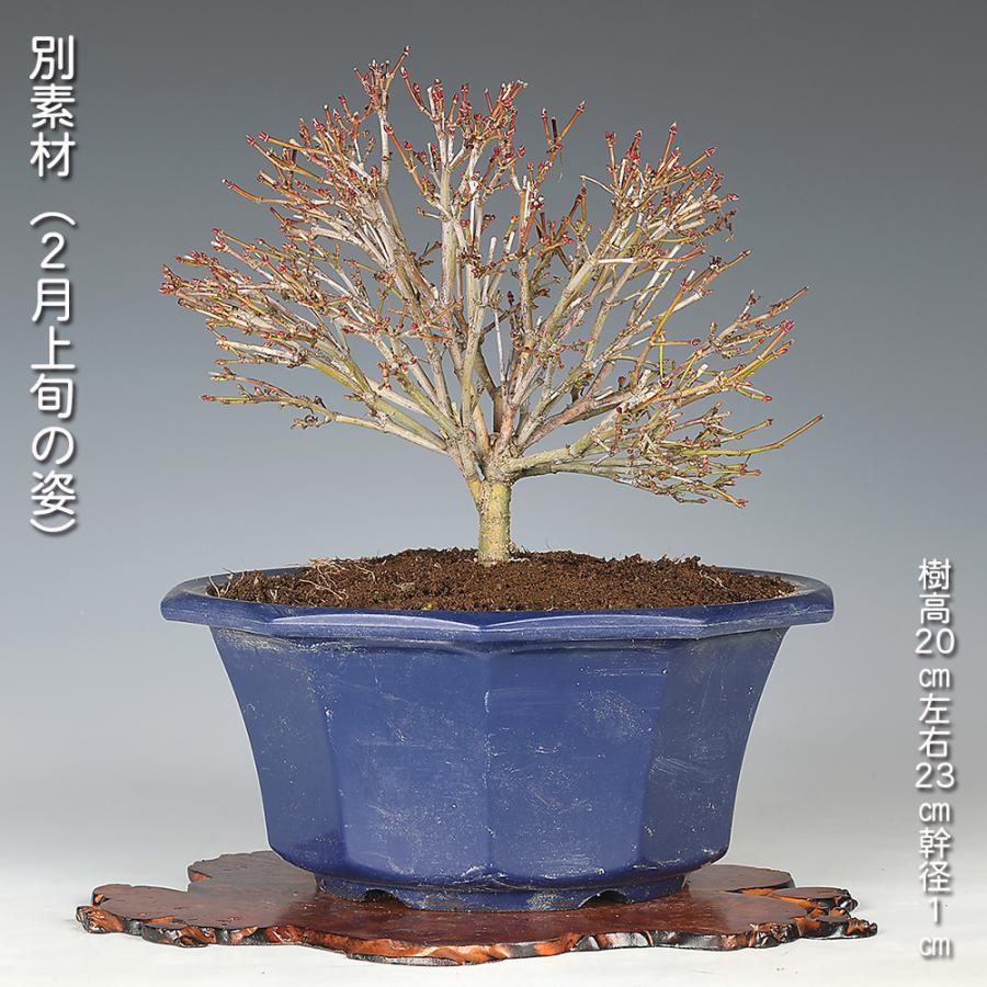 小品盆栽：モミジ／八房／鹿島／超人気種／プラ鉢付 盆栽 鹿島もみじ モミジ カシマモミジ イロハモミジ 挿し木8年生 小葉