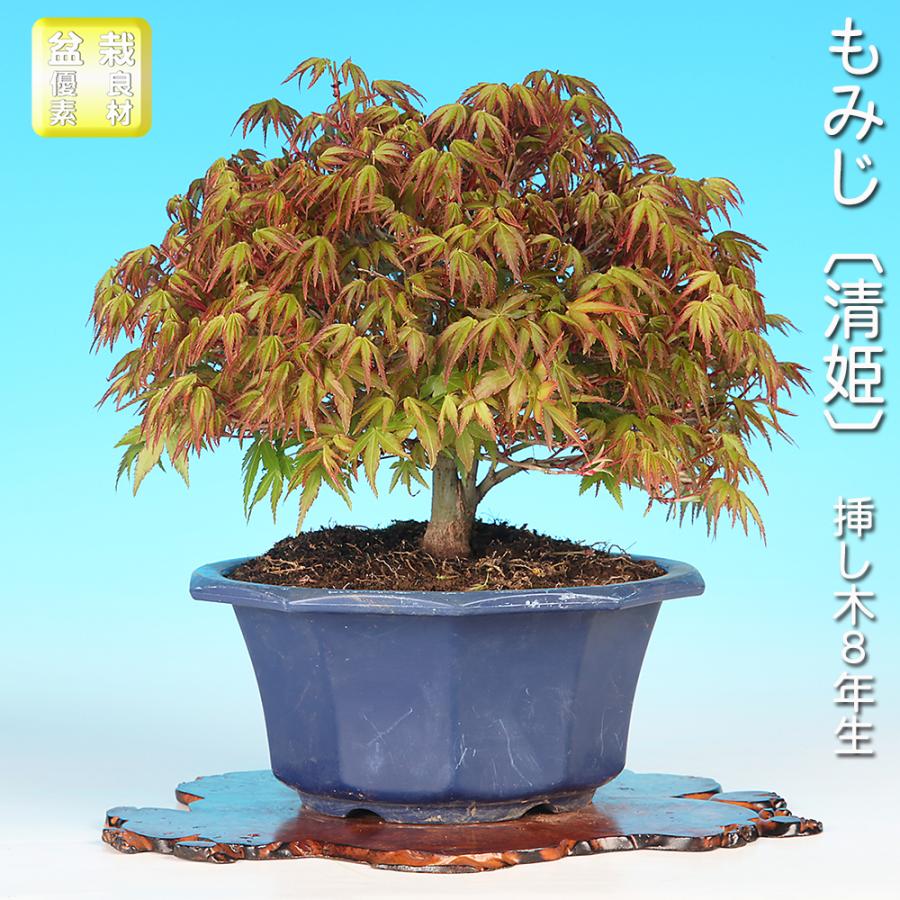 盆栽 もみじ 清姫 キヨヒメ イロハモミジ 挿し木8年生 小葉性 細枝良好 紅葉 落葉樹 葉物盆栽 本格素材 観賞用 盆栽素材 初心者〜上級者向け（Yahoo!・盆栽彩都ヤフー店）