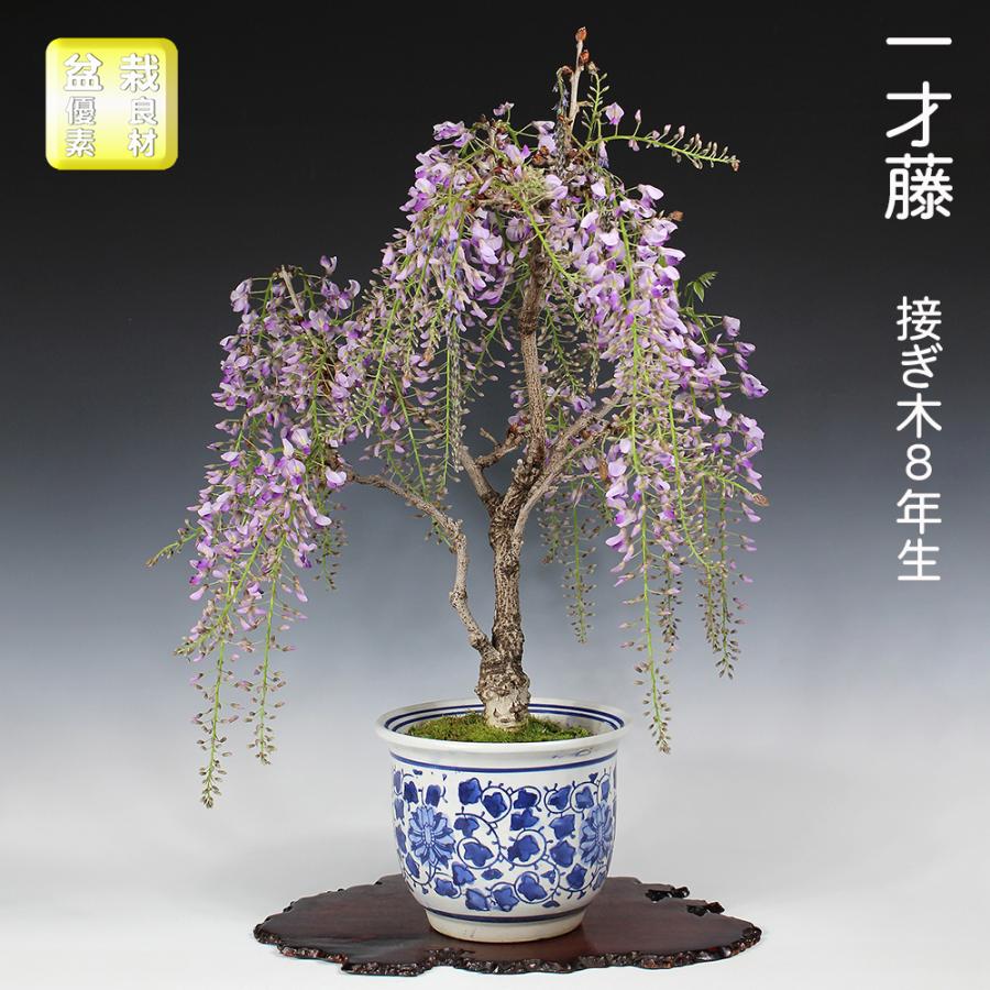 プリミティブ 古材 円筒木鉢 21cm 一点物 原木 盆栽 一才藤 接ぎ木8年生 イッサイフジ ふじ 藤 フジ 紫の花 花の