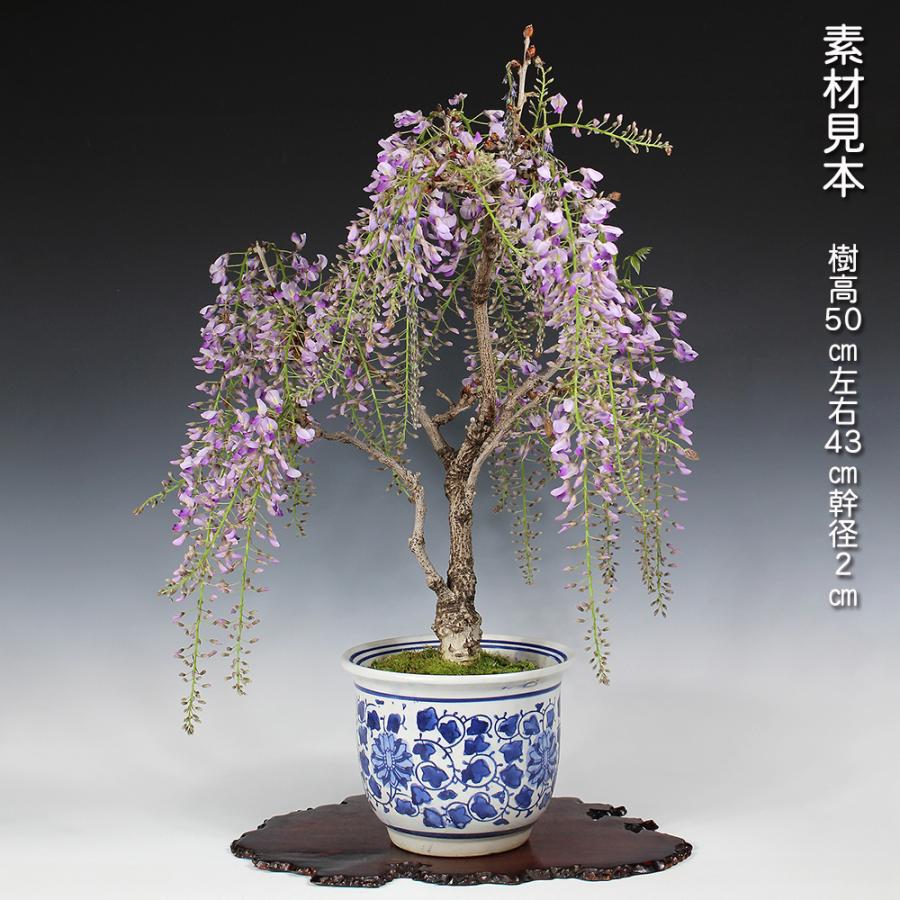 三河盆栽　フジ　藤　盆栽　花物　古い 盆栽 一才藤 接ぎ木8年生 イッサイフジ ふじ 藤 フジ 紫の花 花の