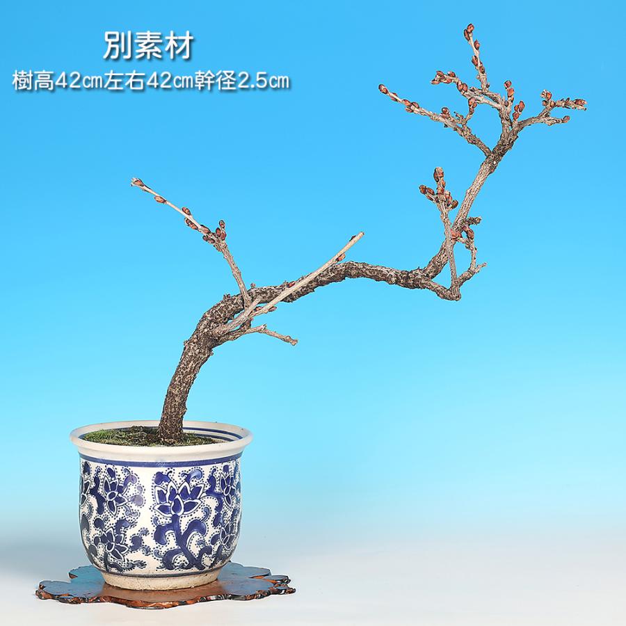 三河盆栽 フジ 藤 盆栽 花物 古い 藤 - 盆栽エンパイア