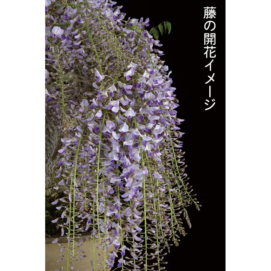 盆栽 一才藤 接ぎ木8年生 イッサイフジ ふじ 藤 フジ 紫の花 花の