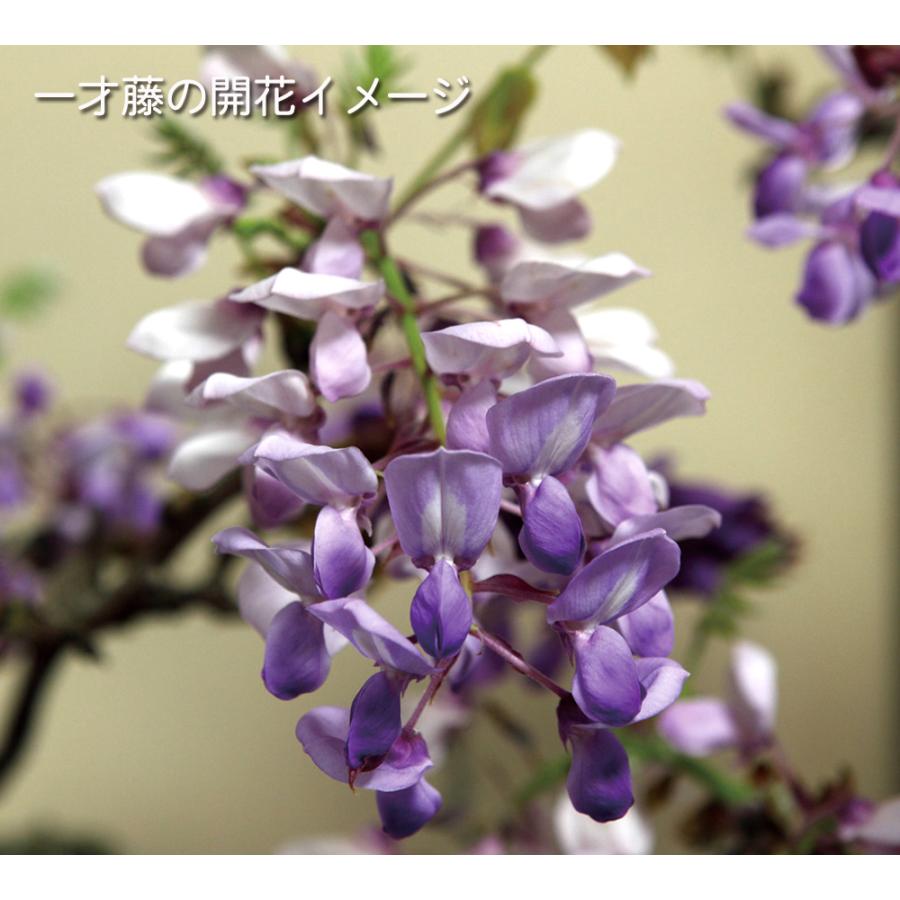 盆栽 一才藤 接ぎ木8年生 イッサイフジ ふじ 藤 フジ 紫の花 花の