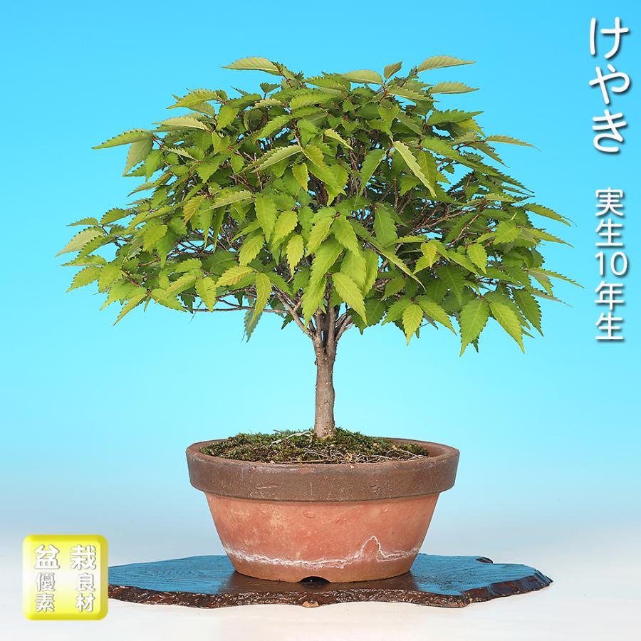 盆栽 けやき 実生10年生 欅 ケヤキ 箒立ち 紅葉が美しい 小さくても