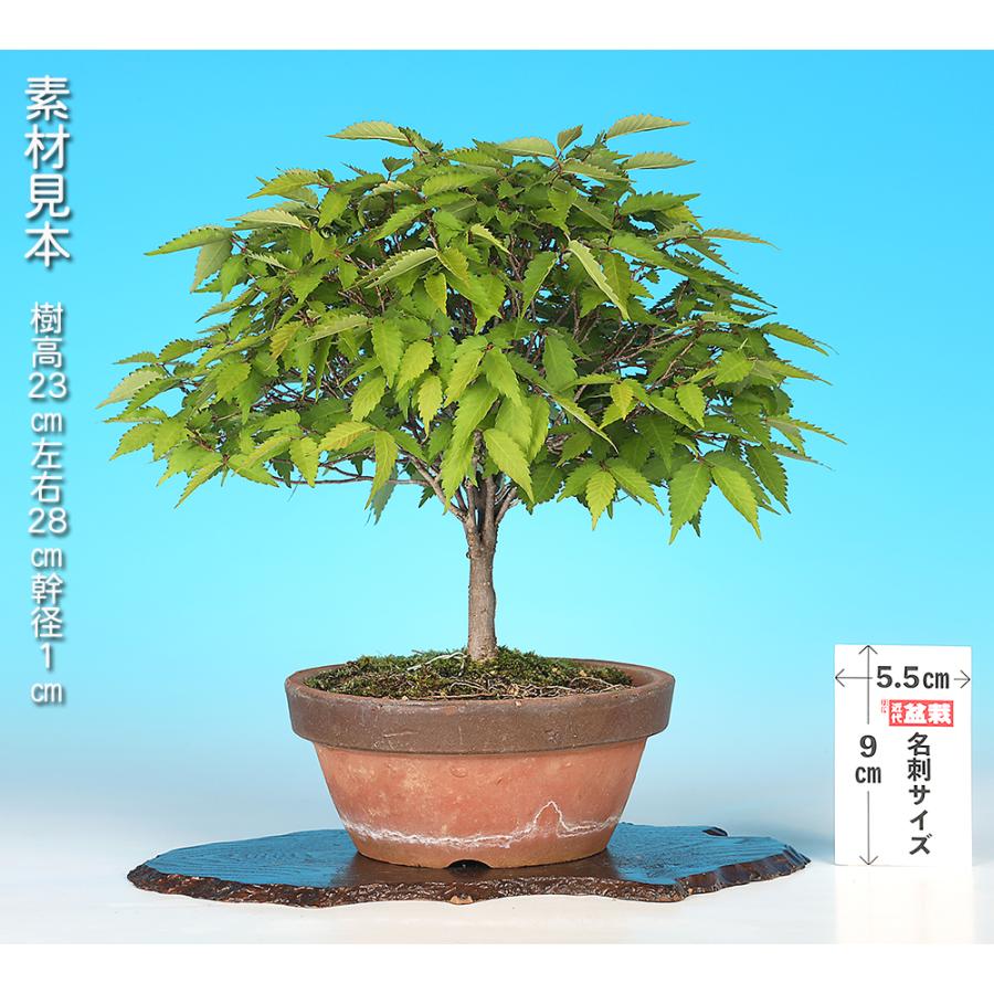 盆栽 けやき 実生10年生 欅 ケヤキ 箒立ち 紅葉が美しい 小さくても大木感を感じる 小品盆栽 ミニ盆栽 盆栽素材 初心者から上級者まで楽しめる人気樹種_1