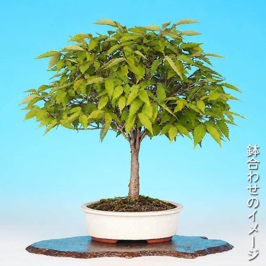 盆栽 けやき 実生10年生 欅 ケヤキ 箒立ち 紅葉が美しい 小さくても