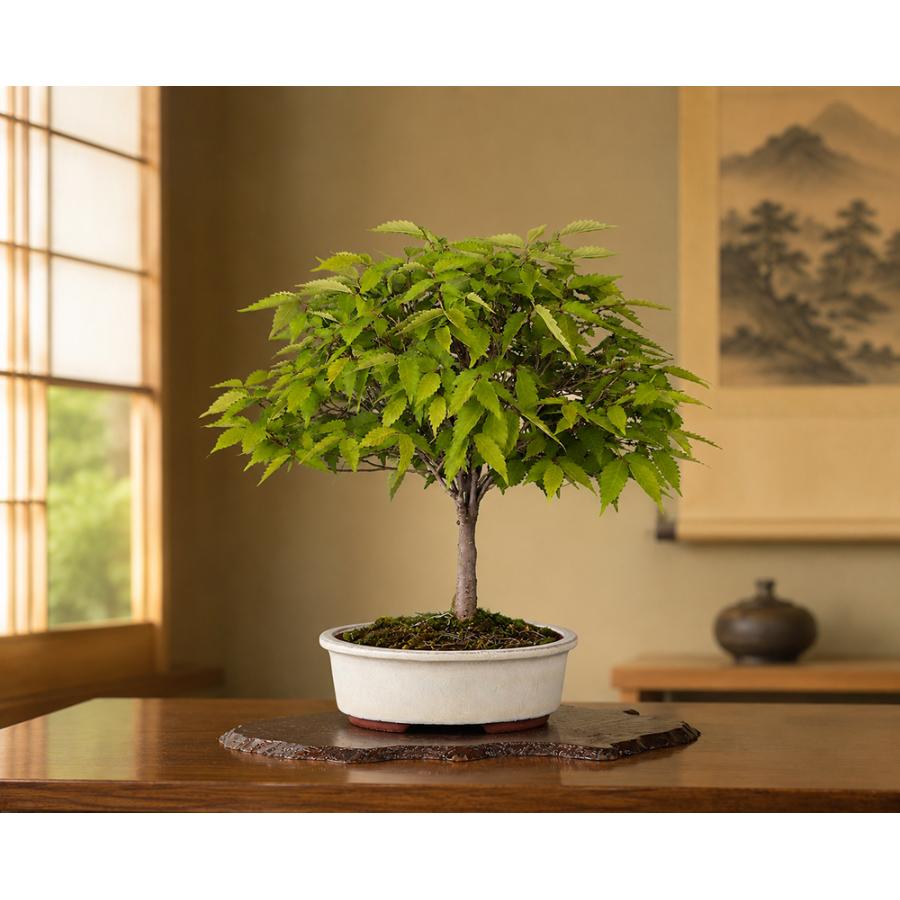 盆栽 けやき 実生10年生 欅 ケヤキ 箒立ち 紅葉が美しい 小さくても