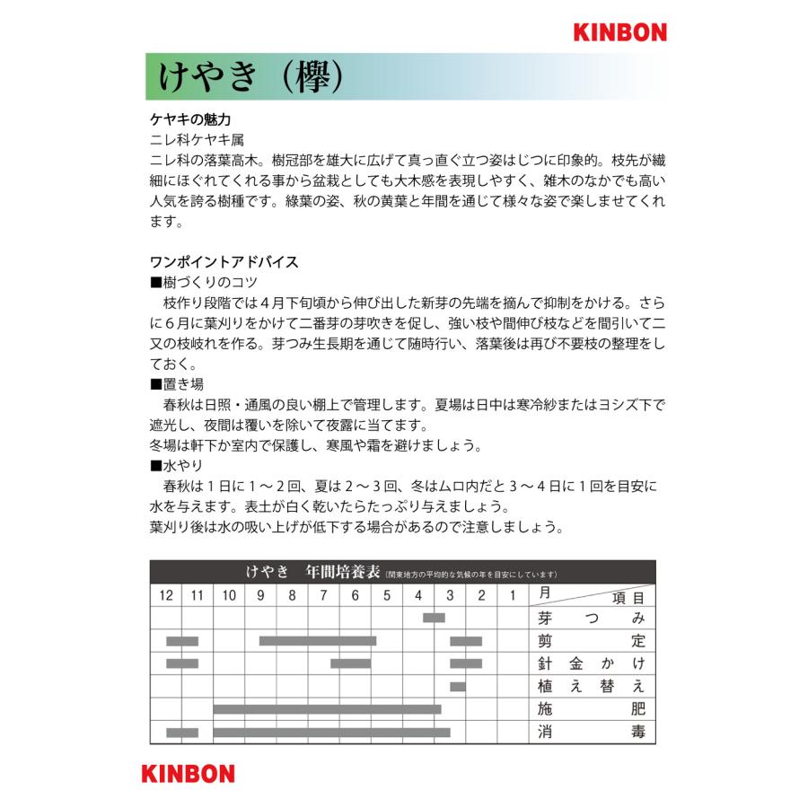 盆栽 けやき 実生10年生 欅 ケヤキ 箒立ち 紅葉が美しい 小さくても大木感を感じる 小品盆栽 ミニ盆栽 盆栽素材 初心者から上級者まで楽しめる人気樹種_8