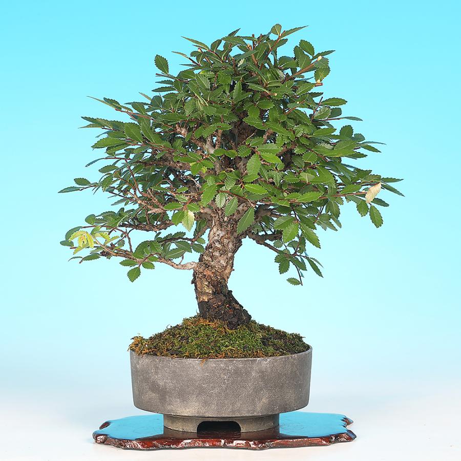 盆栽 にれけやき 挿し木8年生 楡欅 ニレケヤキ 樹高20cm ミニ盆栽 小品