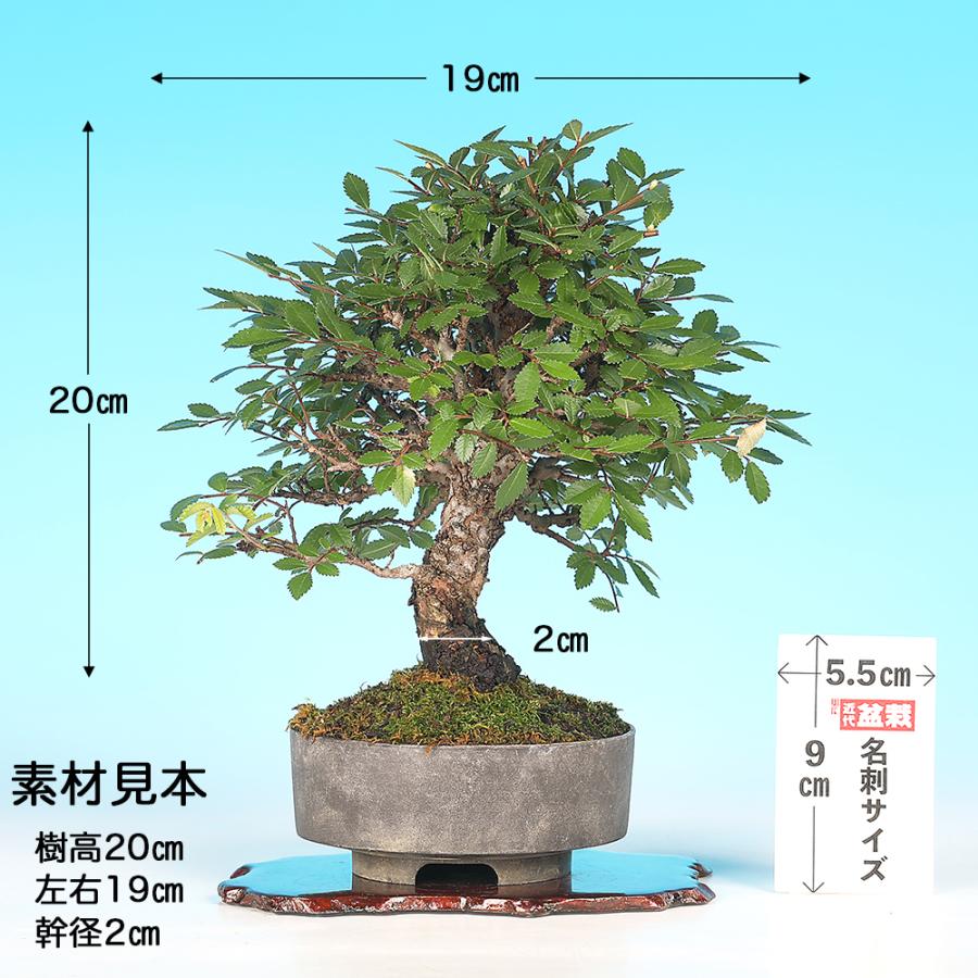 盆栽 にれけやき 挿し木8年生 楡欅 ニレケヤキ 樹高20cm ミニ盆栽 小品