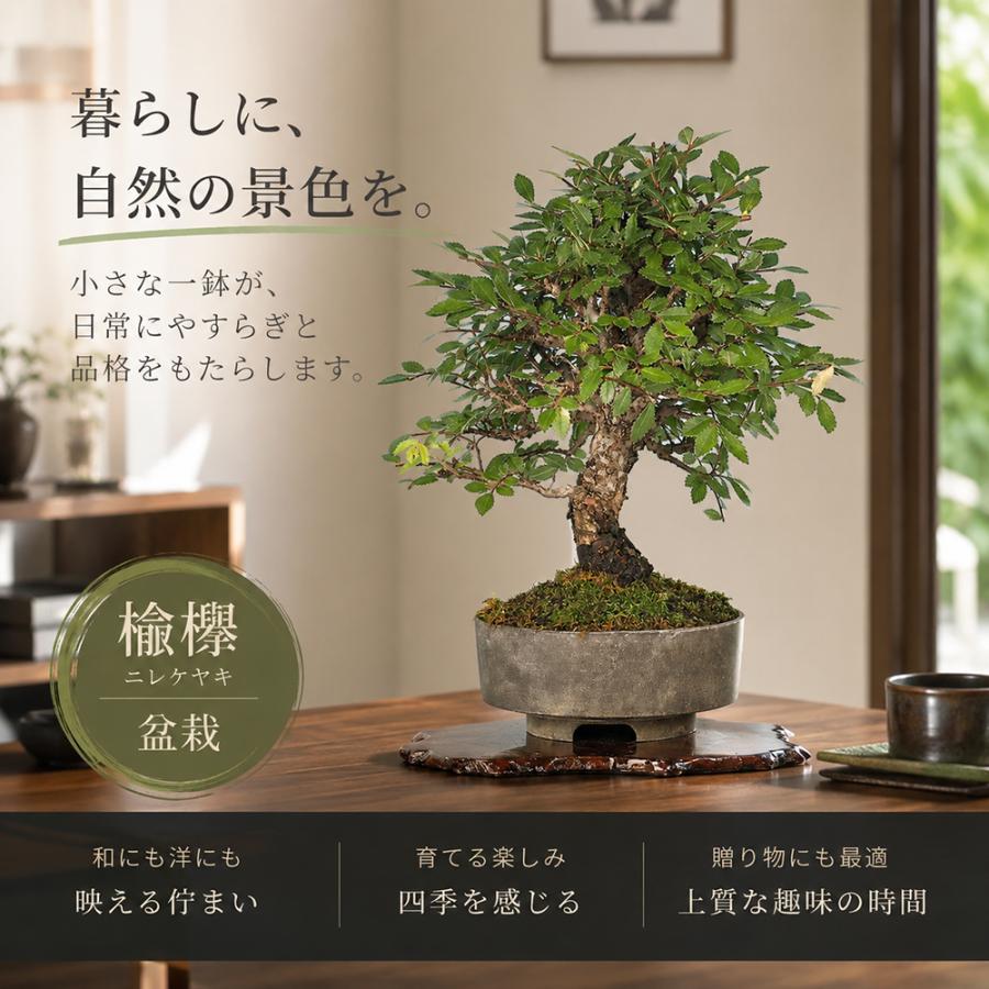 盆栽 にれけやき 挿し木8年生 楡欅 ニレケヤキ 樹高20cm ミニ盆栽 小品