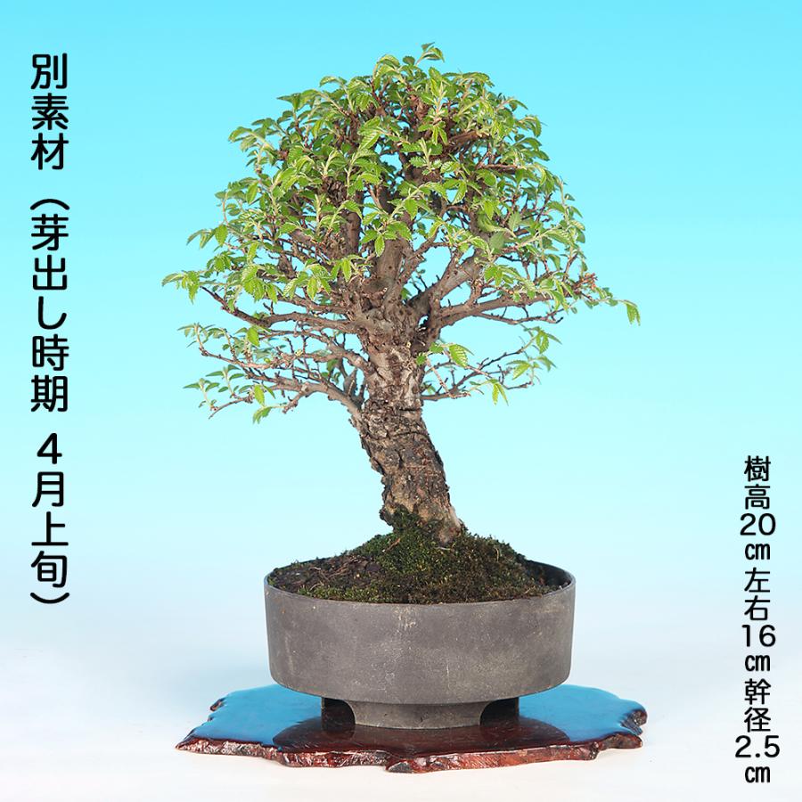 盆栽 にれけやき 挿し木8年生 楡欅 ニレケヤキ 樹高20cm ミニ盆栽 小品