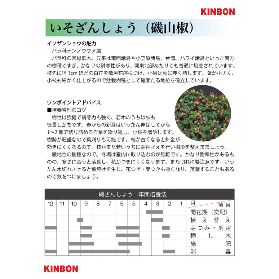 盆栽 磯ざんしょう 挿し木20年生 イソザンショウ 磯山椒 いそざん