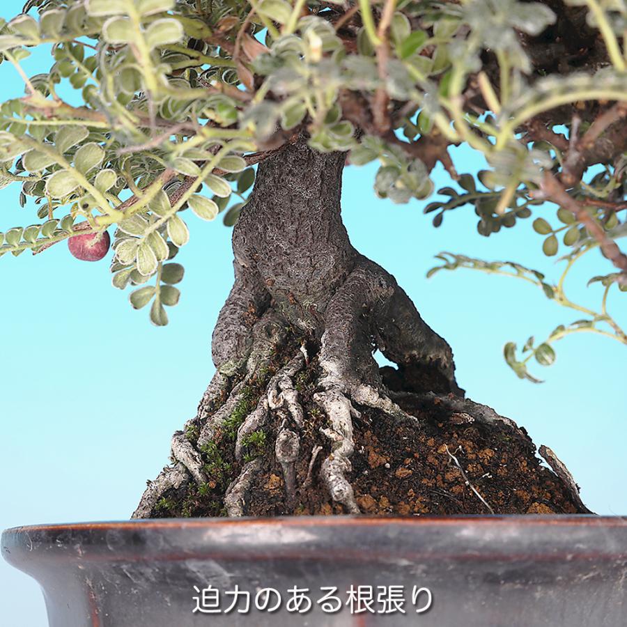 盆栽 磯ざんしょう 挿し木20年生 イソザンショウ 磯山椒 いそざん
