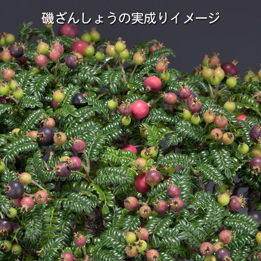 盆栽 磯ざんしょう 挿し木20年生 イソザンショウ 磯山椒 いそざん