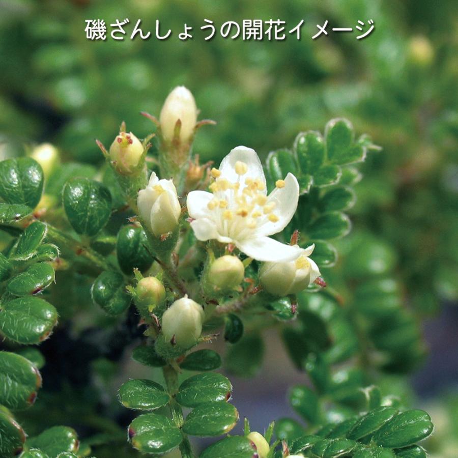 盆栽 磯ざんしょう 挿し木20年生 イソザンショウ 磯山椒 いそざん