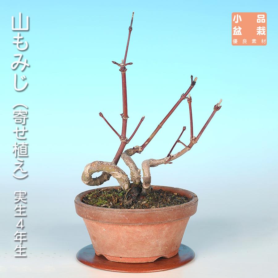 盆栽 山もみじ 寄せ植え モミジ ヤマモミジ 実生14年生 小品盆栽 ミニ