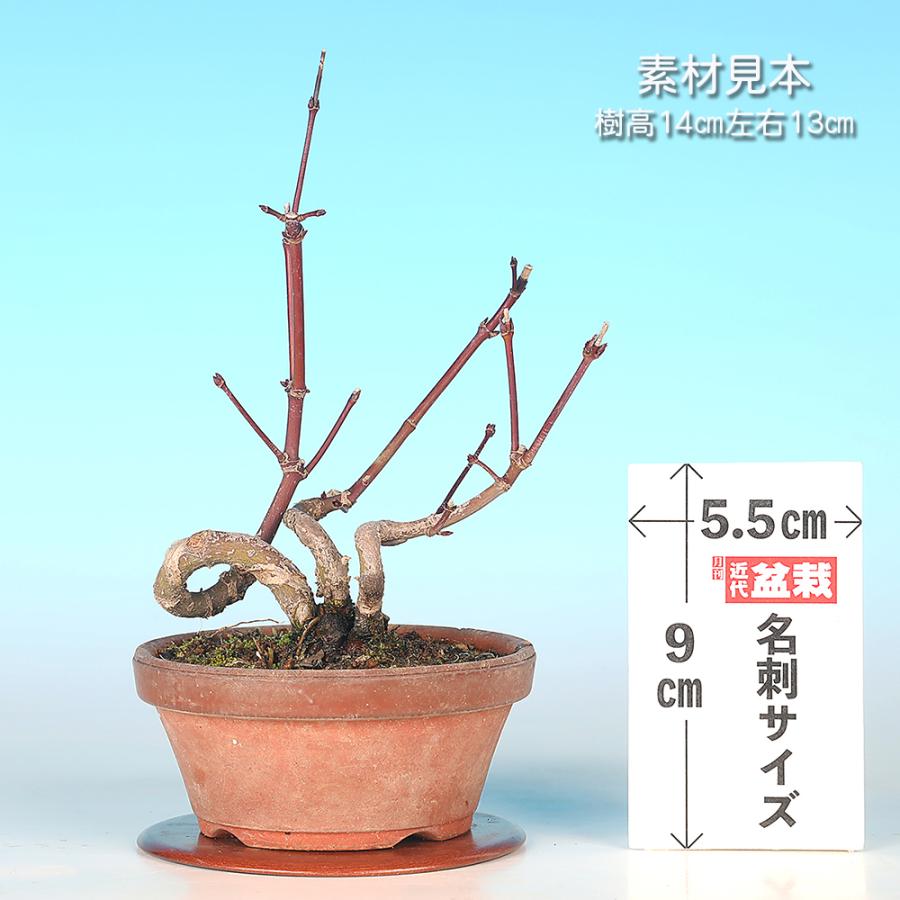 盆栽 山もみじ 寄せ植え モミジ ヤマモミジ 実生14年生 小品盆栽 ミニ