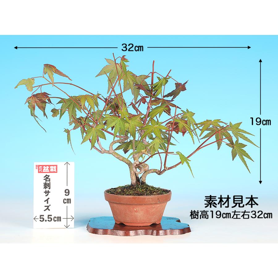 盆栽 山もみじ 寄せ植え 実生4年生 山紅葉 モミジ 葉物盆栽 雑木盆栽