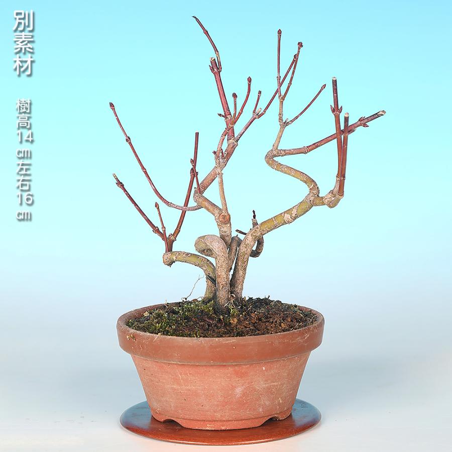 盆栽 山もみじ 寄せ植え モミジ ヤマモミジ 実生14年生 小品盆栽 ミニ