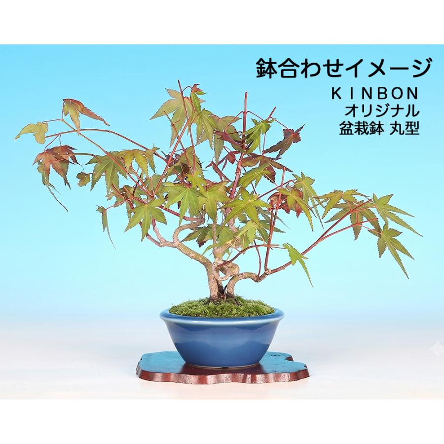盆栽 山もみじ 山紅葉　古木　盆栽 盆栽 山もみじ 寄せ植え 実生4年生 山紅葉 モミジ 葉物盆栽 雑木盆栽