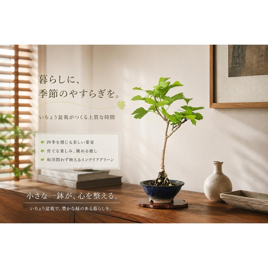 盆栽 いちょう 挿し木4年生 銀杏 イチョウ 実成りいちょう 盆栽素材