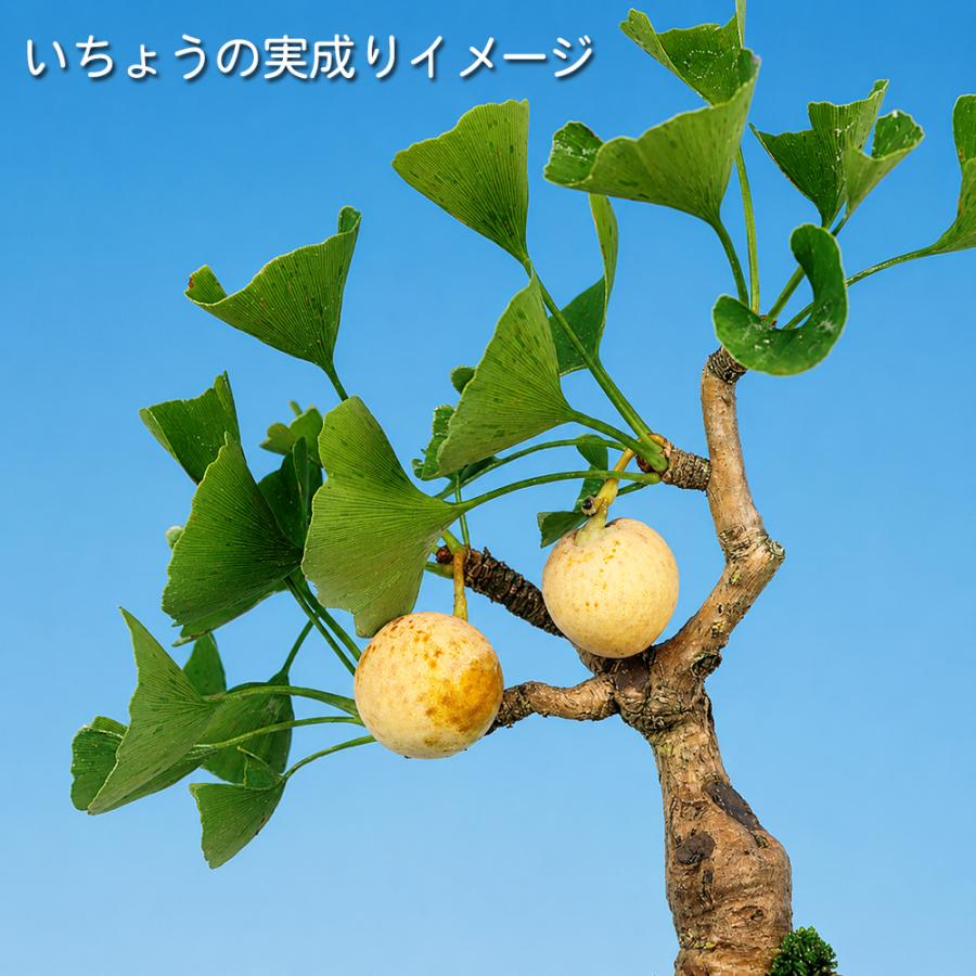 盆栽 いちょう 挿し木4年生 銀杏 イチョウ 実成りいちょう 盆栽素材